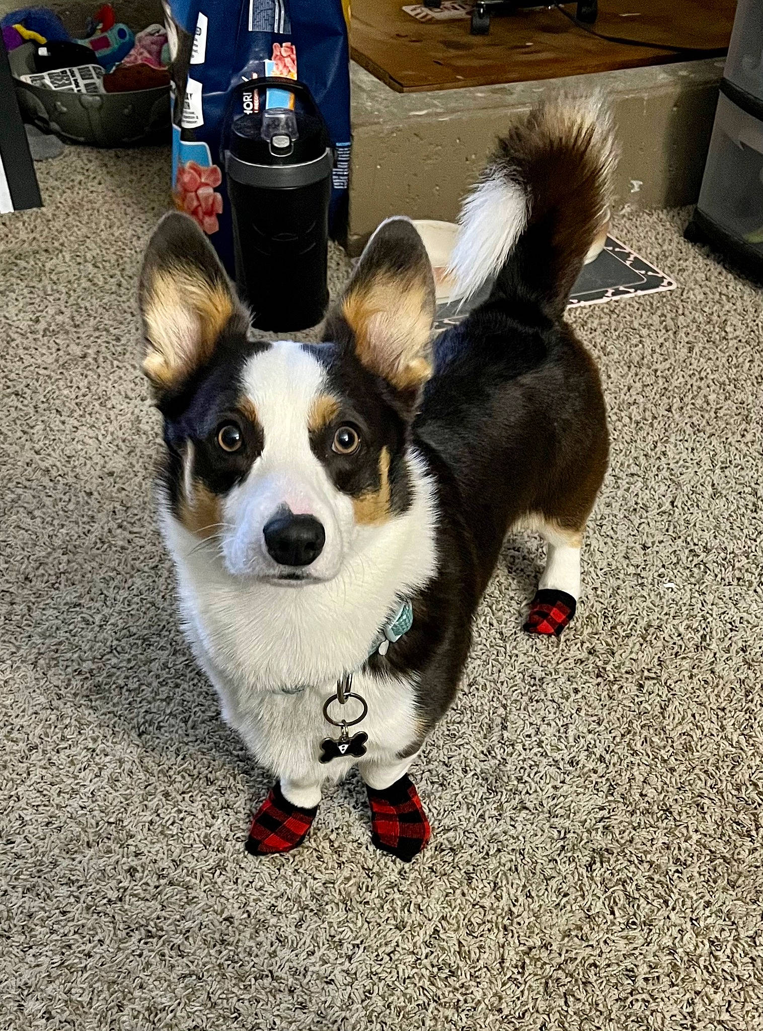 Sirius is registered to the contest to win money with this photo: asphalt, canidae, carnivore, collar, companion_dog, dog, dog_breed, dog_supply, fur, leash, paw, road_surface, snout, sporting_group, tail, tire, toy_dog, water_bottle, wheel, working_animal