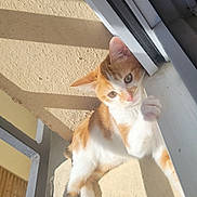 Garfield a rejoint le concours — aidez-le/la à gagner de superbes lots ! cat, kitten, orange_cat, white_cat, pet, feline, window, balcony, sunlight, shadow, paw, ear, whiskers, ledge, portrait, domestic_animal, home, relaxation, looking_at_camera, lying_down