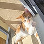 cat, kitten, orange_cat, white_cat, pet, feline, window, balcony, sunlight, shadow, paw, ear, whiskers, ledge, portrait, domestic_animal, home, relaxation, looking_at_camera, lying_down