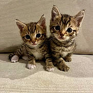 Tom And Jerry is registered to the contest to win money with this photo: kitten, tabby, cat, pets, cute, sitting, indoor, fur, whiskers, eyes, animal, young, domestic, pair, companion, couch, texture, striped, small, adorable