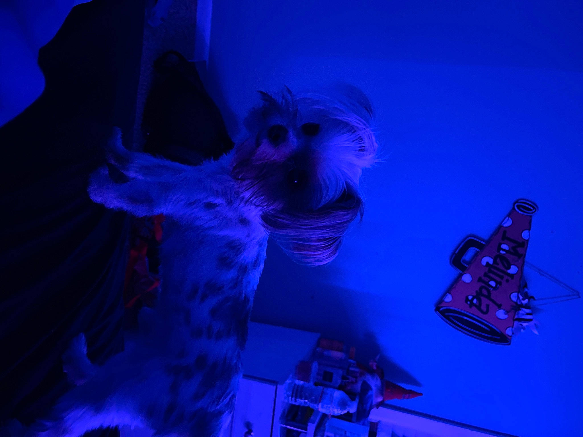 Toby is registered to the contest to win money with this photo: art, cg_artwork, darkness, electric_blue, entertainment, event, gas, guitar, lighting, magenta, marine_biology, music, musical_instrument, performance, performing_arts, purple, sky, violet, visual_effect_lighting, water