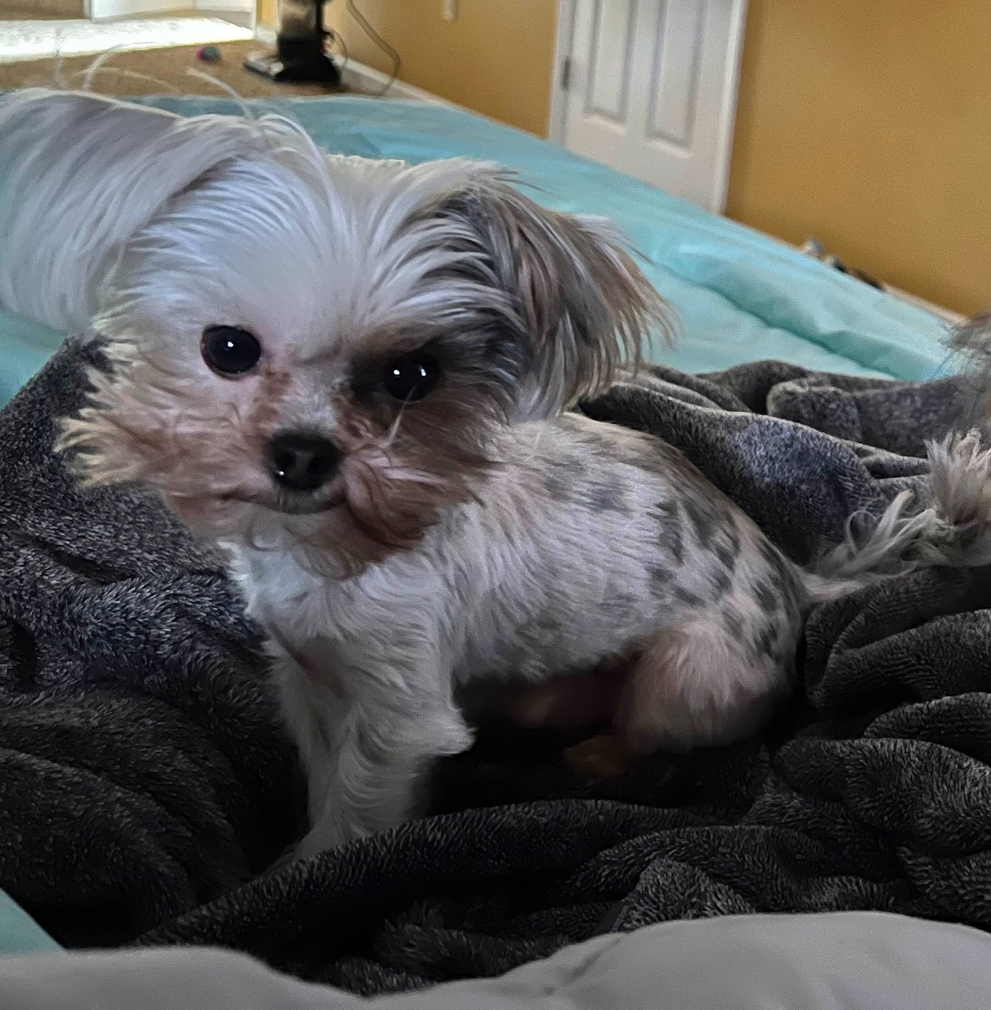 Toby is registered to the contest to win money with this photo: canidae, carnivore, comfort, companion_dog, dog, dog_breed, dog_supply, fawn, fur, liver, maltepoo, puppy_love, shih_poo, shih_tzu, small_terrier, snout, sporting_group, terrier, toy_dog, working_animal