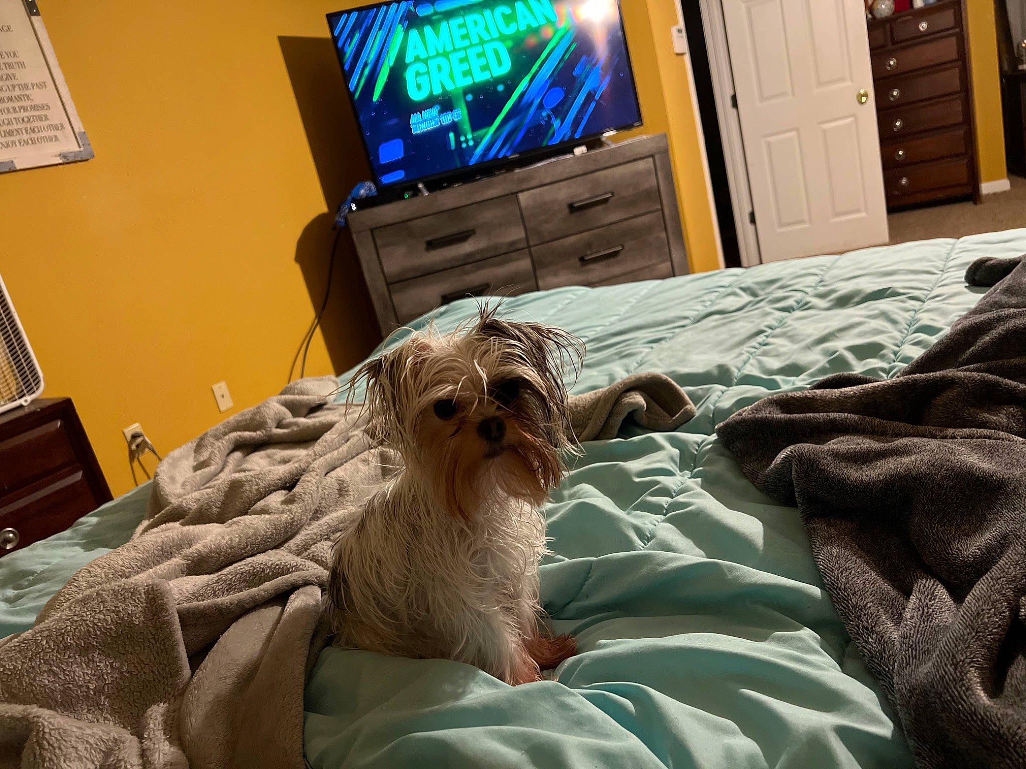 Toby joined the competition — help win amazing prizes! bed, bedding, bedroom, cabinetry, carnivore, comfort, companion_dog, dog, dog_breed, fawn, felidae, furniture, interior_design, linens, sporting_group, television, television_set, textile, toy_dog, wood