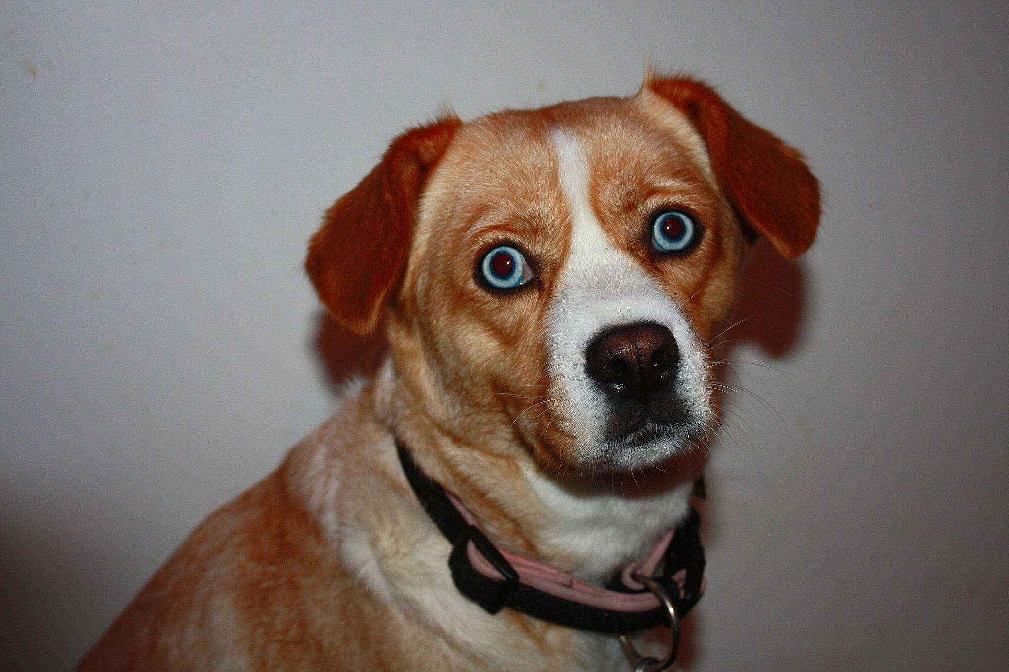 Freyja a rejoint le concours — aidez-le/la à gagner de superbes lots ! ancient_dog_breeds, beaglier, canidae, carnivore, collar, companion_dog, dog, dog_breed, dog_collar, fawn, fur, head, hunting_dog, snout, sporting_group, whiskers, working_animal