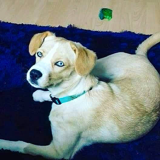 Freyja participe au concours pour gagner de l'argent avec cette photo : canidae, carnivore, collar, companion_dog, dog, dog_breed, dog_collar, dog_supply, fawn, fur, labrador_retriever, paw, pet_supply, puppy, snout, sporting_group, tail, whiskers, working_animal