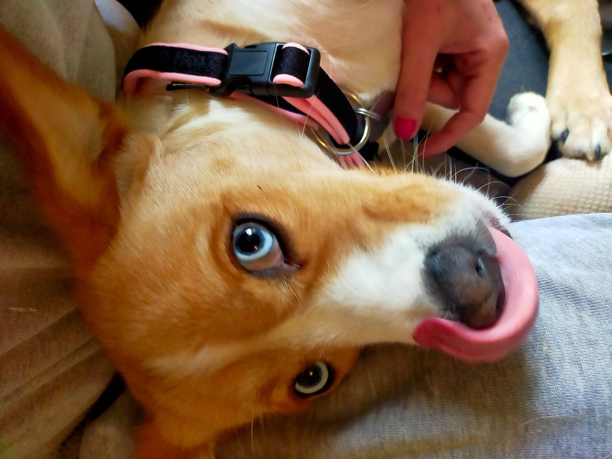 Freyja a rejoint le concours — aidez-le/la à gagner de superbes lots ! canidae, cardigan_welsh_corgi, carnivore, collar, companion_dog, dog, dog_breed, ear, fawn, finger, fur, nail, paw, snout, sporting_group, stuffed_toy, toy_dog, whiskers, working_animal, wrist