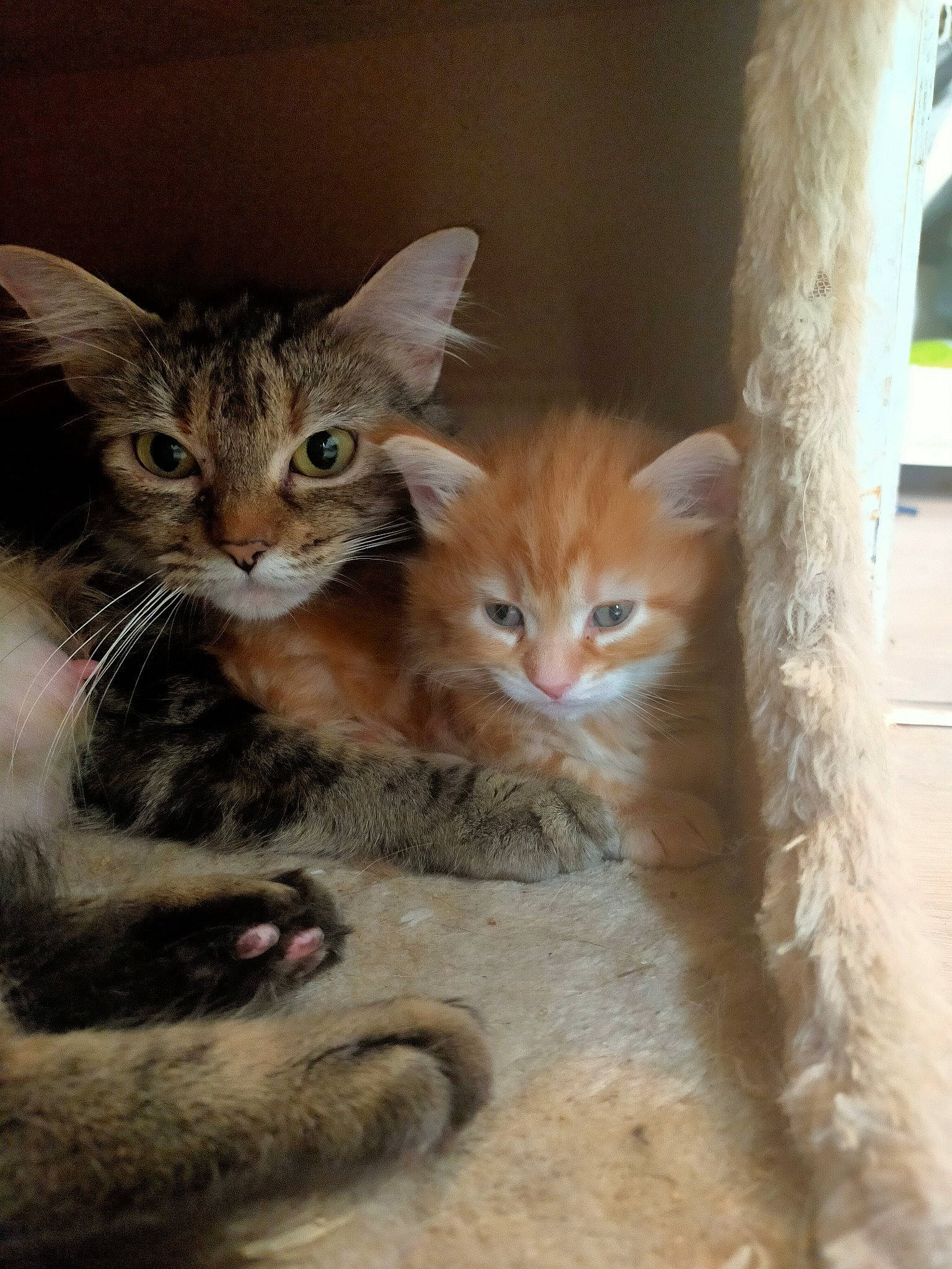 Shépa participe au concours pour gagner de l'argent avec cette photo : carnivore, cat, claw, domestic_short_haired_cat, fawn, felidae, fur, paw, photo_caption, small_to_medium_sized_cats, snout, tail, terrestrial_animal, whiskers, wildlife, window, wood