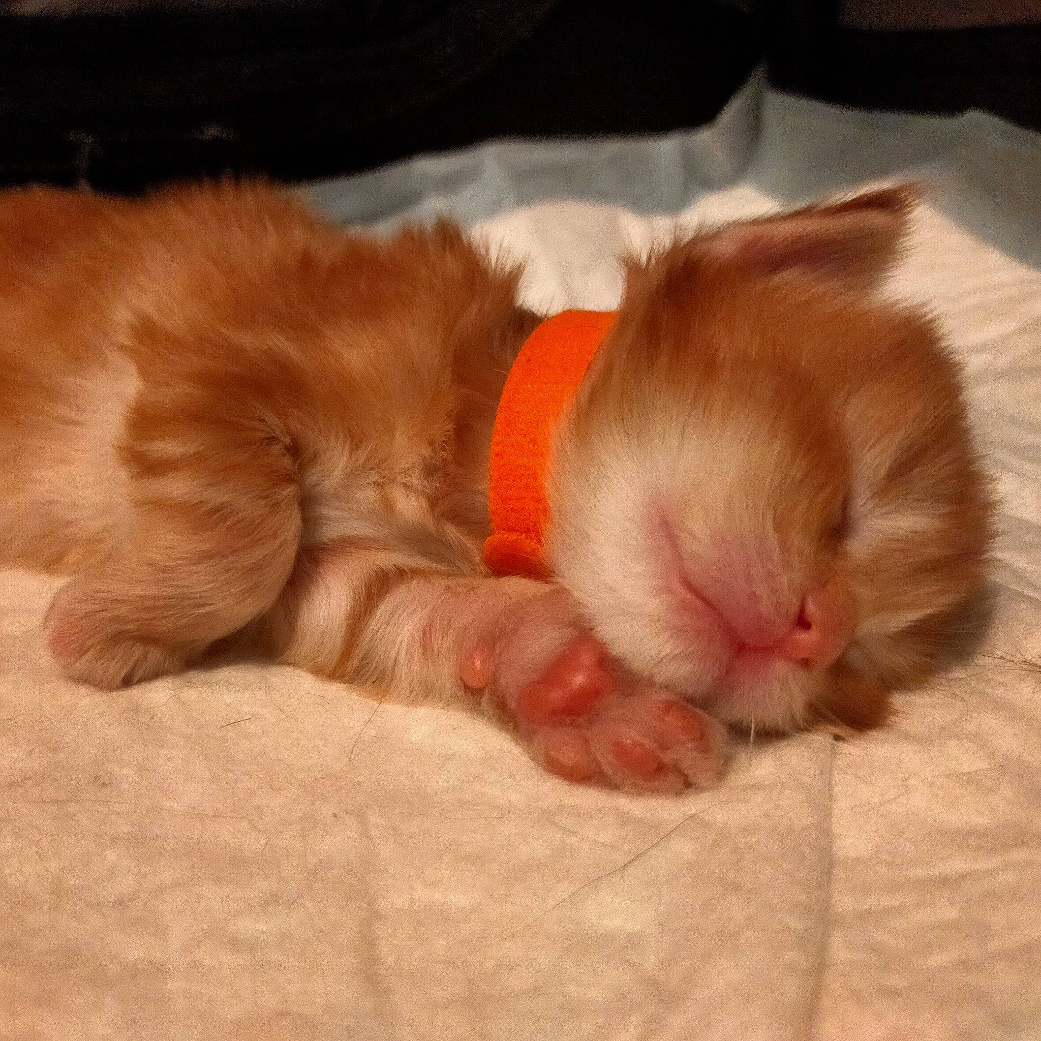 Shépa a rejoint le concours — aidez-le/la à gagner de superbes lots ! canidae, carnivore, cat, claw, comfort, companion_dog, domestic_short_haired_cat, ear, fawn, felidae, fur, liver, paw, peach, scottish_fold, small_to_medium_sized_cats, snout, tail, whiskers, wood