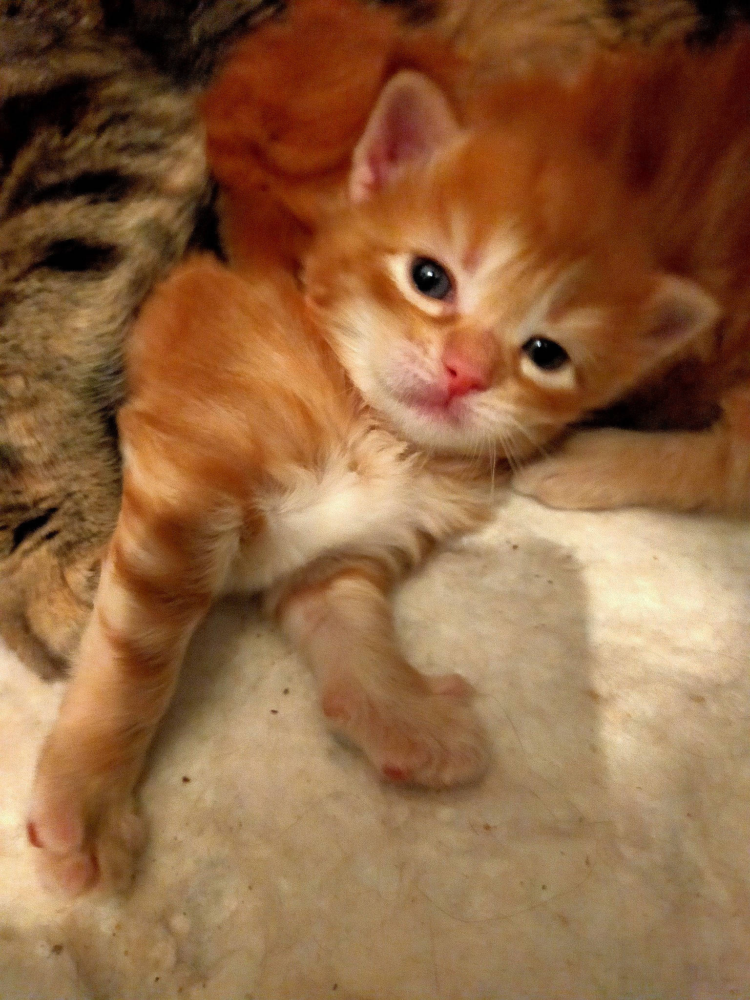 Shépa participe au concours pour gagner de l'argent avec cette photo : carnivore, cat, claw, domestic_short_haired_cat, eye, fawn, felidae, flooring, foot, fur, iris, paw, photo_caption, sitting, small_to_medium_sized_cats, snout, tail, terrestrial_animal, whiskers, wood