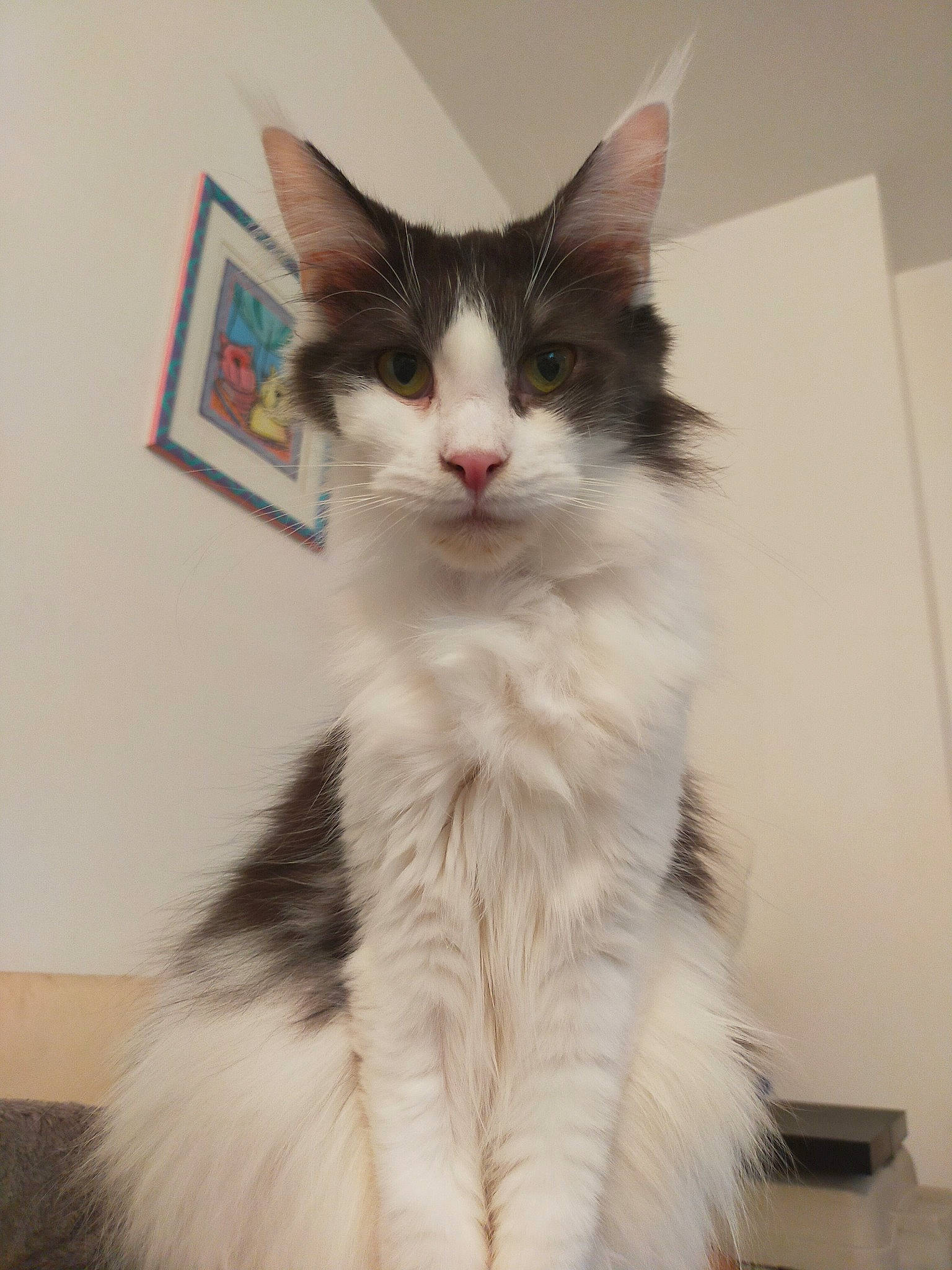 Phantomette a rejoint le concours — aidez-le/la à gagner de superbes lots ! box, british_longhair, cardboard, carnivore, cat, domestic_short_haired_cat, felidae, fur, paw, small_to_medium_sized_cats, snout, tail, whiskers, window