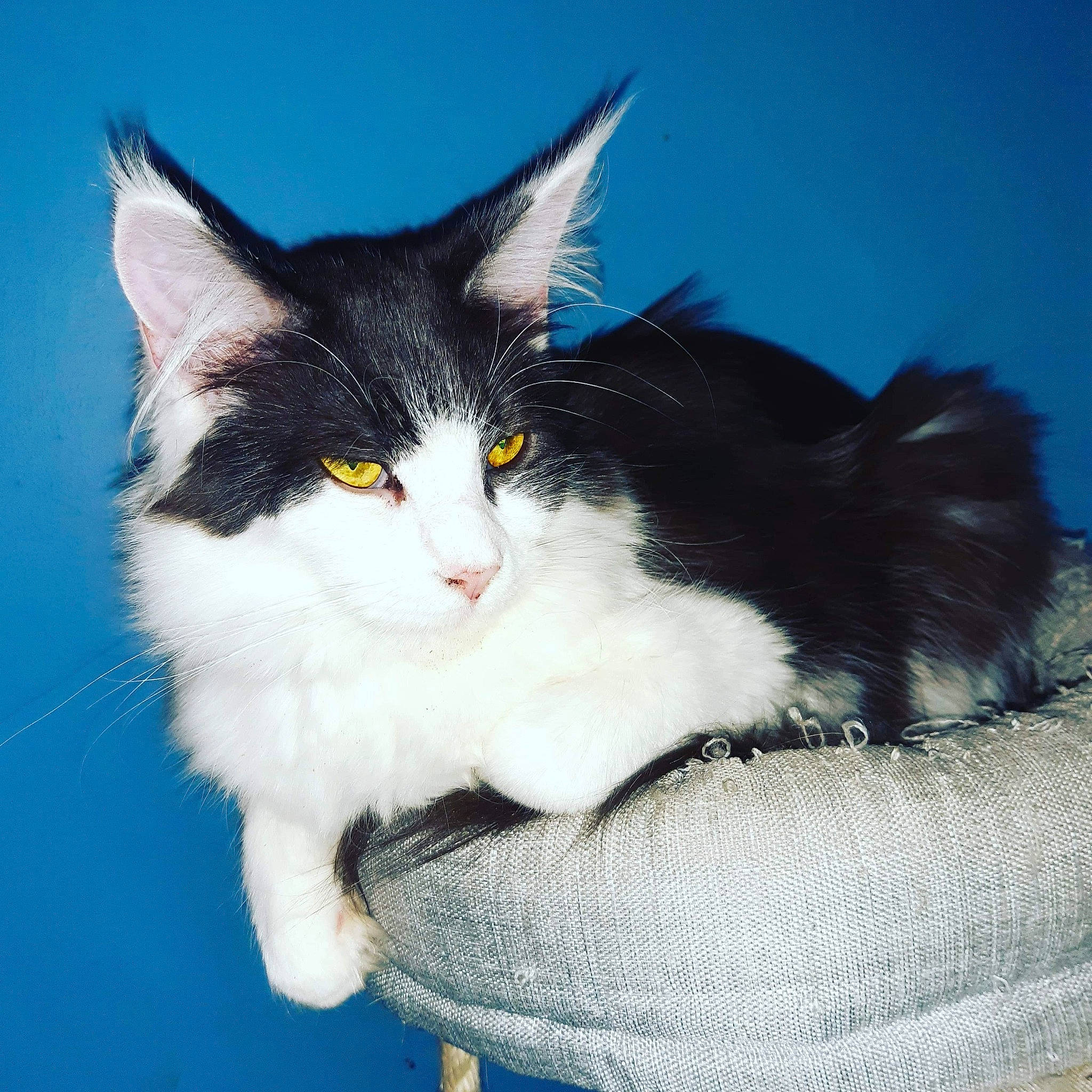 Phantomette participe au concours pour gagner de l'argent avec cette photo : art, carnivore, cat, claw, domestic_short_haired_cat, electric_blue, eye, felidae, foot, fur, iris, paw, sitting, small_to_medium_sized_cats, snout, tail, whiskers