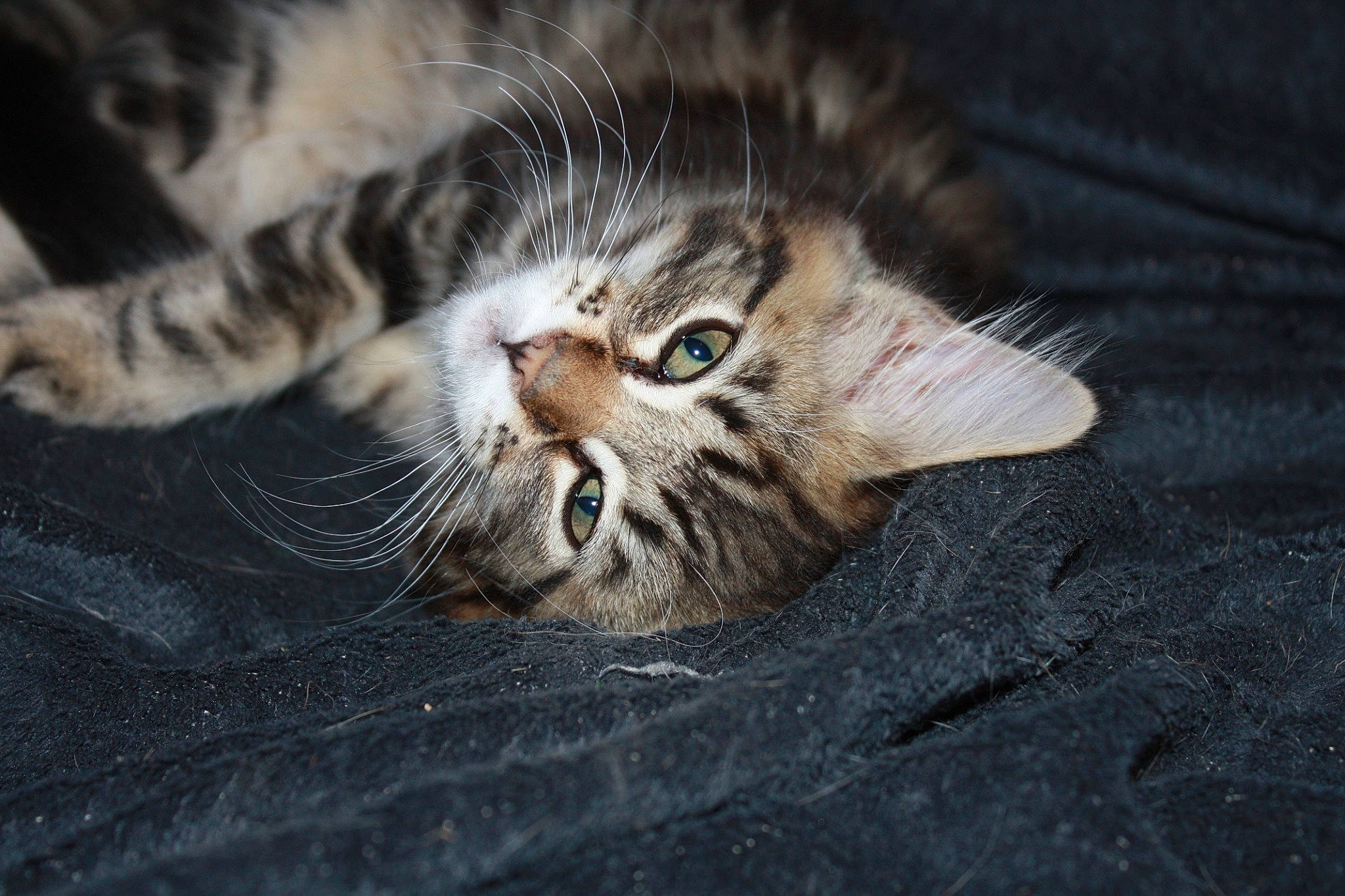 R'Nestine participe au concours pour gagner de l'argent avec cette photo : carnivore, cat, claw, darkness, domestic_short_haired_cat, felidae, fur, macro_photography, paw, small_to_medium_sized_cats, snout, tail, terrestrial_animal, whiskers, wildlife, wood