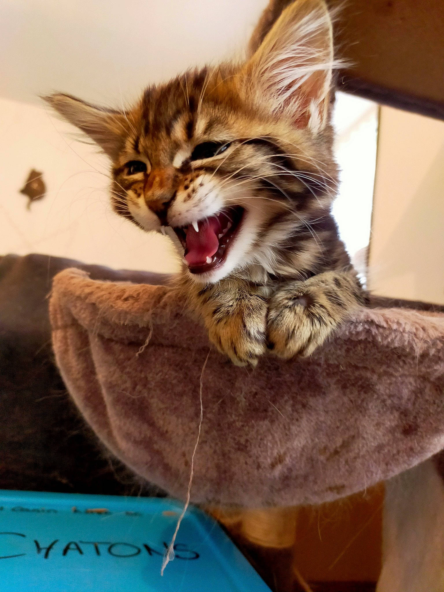 R'Nestine participe au concours pour gagner de l'argent avec cette photo : art, canidae, carnivore, cat, claw, domestic_short_haired_cat, fang, fawn, felidae, fur, gesture, jaw, paw, small_to_medium_sized_cats, snout, tail, terrestrial_animal, textile, whiskers, yawn