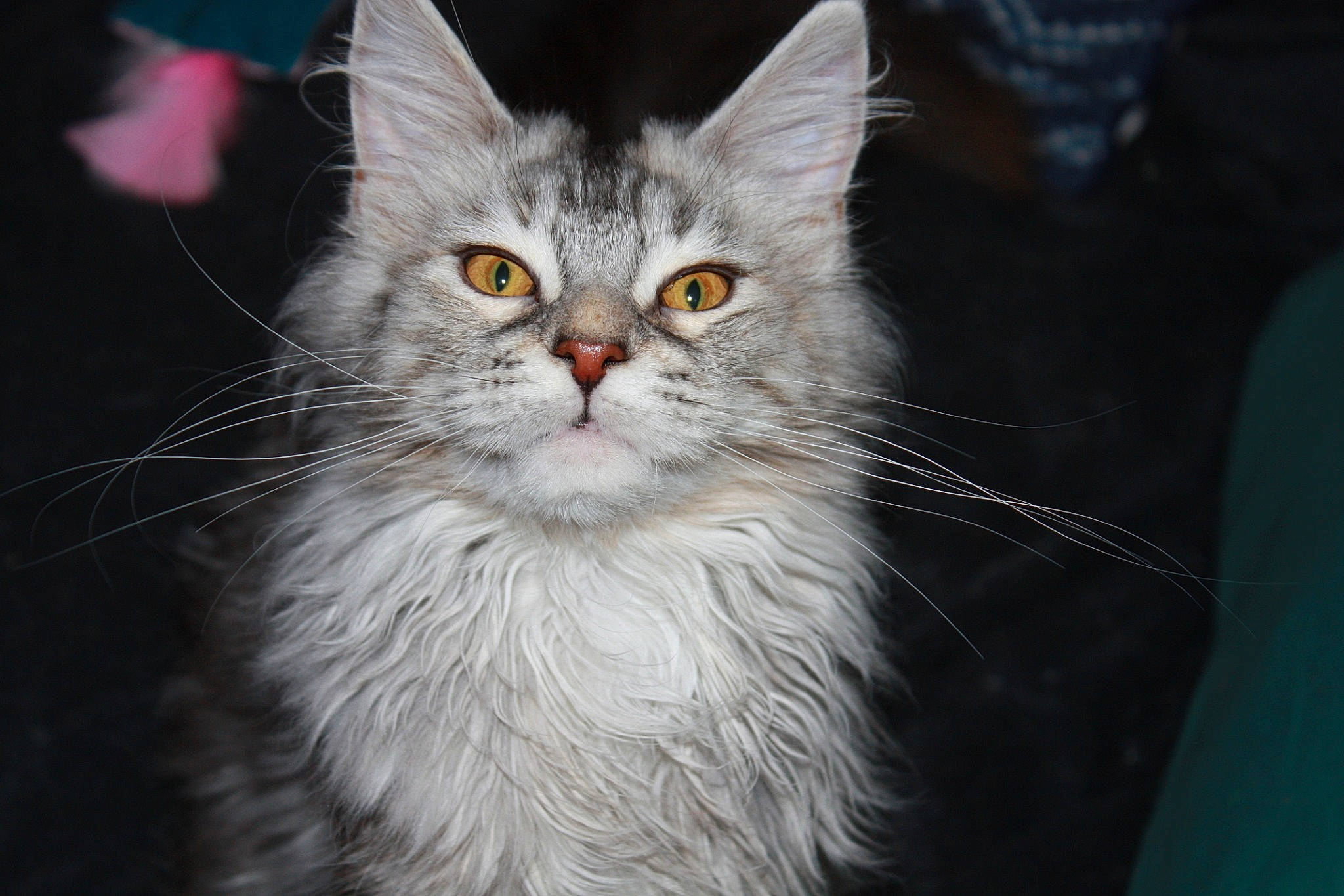 Ribambelle a rejoint le concours — aidez-le/la à gagner de superbes lots ! carnivore, cat, event, felidae, fur, grey, small_to_medium_sized_cats, snout, terrestrial_animal, whiskers