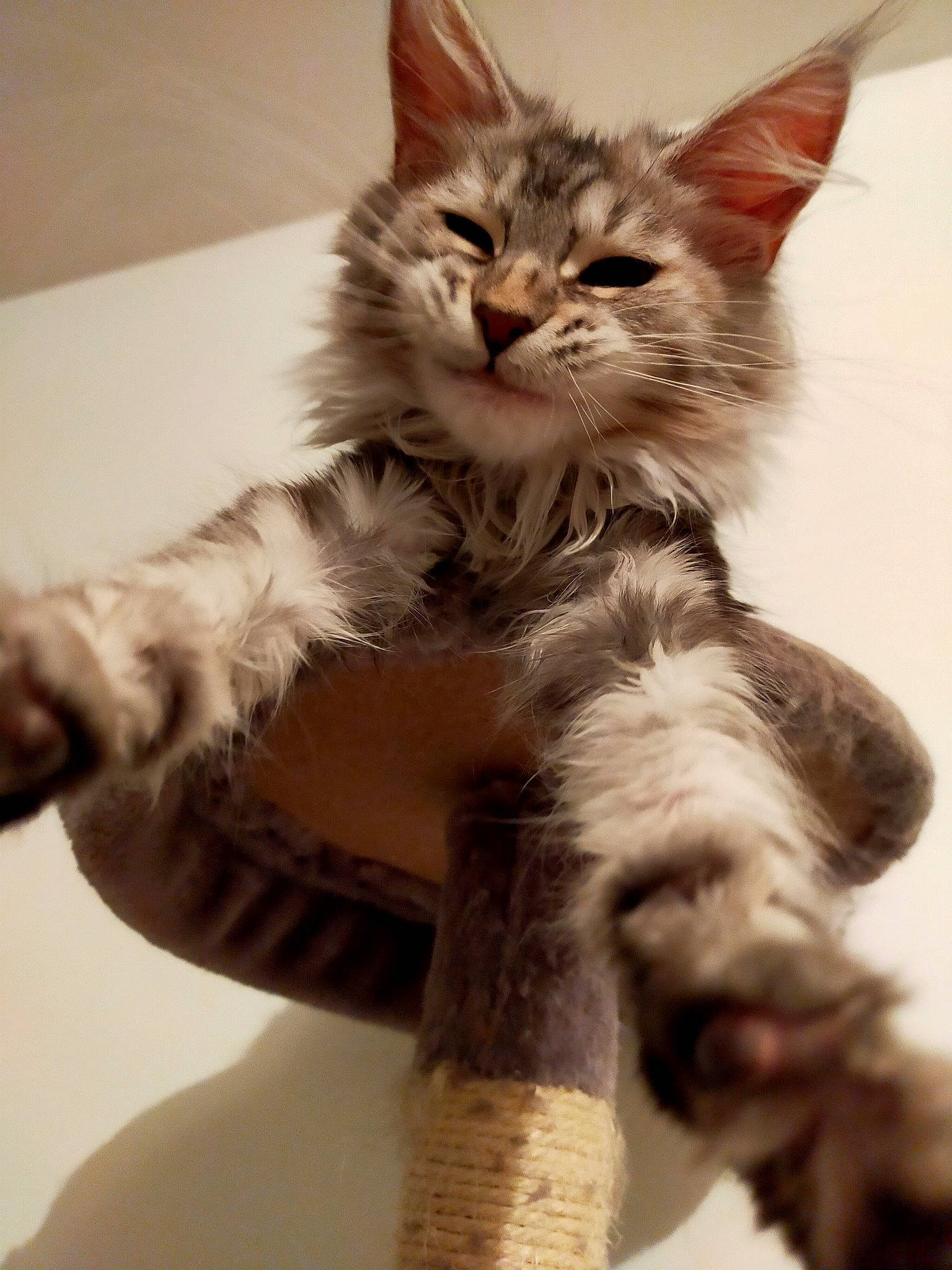 Ribambelle participe au concours pour gagner de l'argent avec cette photo : bed, british_longhair, carnivore, cat, cat_bed, cat_supply, claw, comfort, domestic_short_haired_cat, fawn, felidae, fur, paw, small_to_medium_sized_cats, snout, tail, terrestrial_animal, whiskers