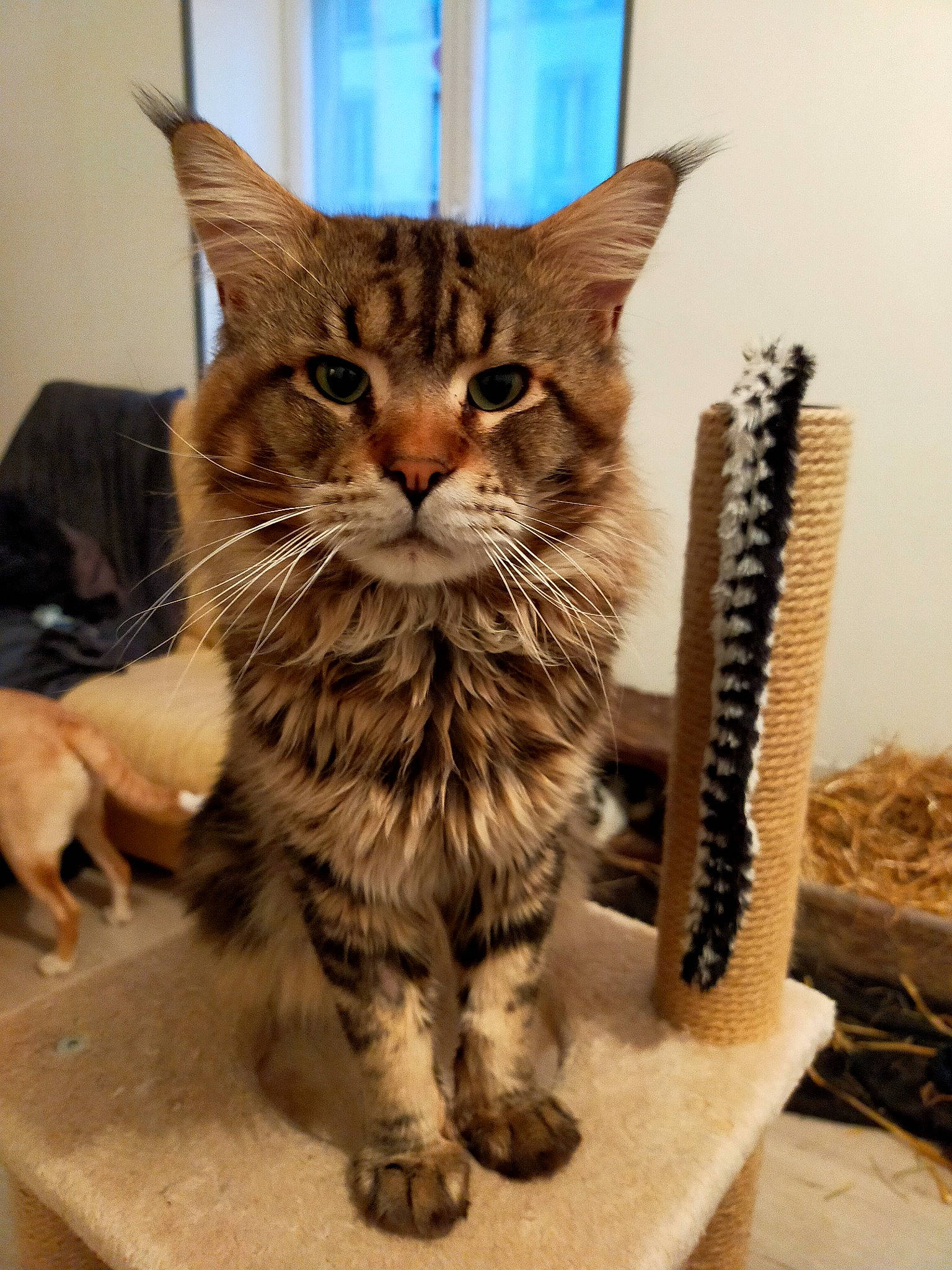 Oby Wan participe au concours pour gagner de l'argent avec cette photo : basket, carnivore, cat, claw, domestic_short_haired_cat, felidae, fur, paw, rope, small_to_medium_sized_cats, tail, terrestrial_animal, whiskers, wicker, wood