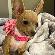 Poppy joined the competition — help win amazing prizes! dog, small_dog, chihuahua, pet, animal, ears, collar, pink, flower, blanket, soft, fur, cute, indoor, domestic_animal, looking, portrait, closeup, young, cozy