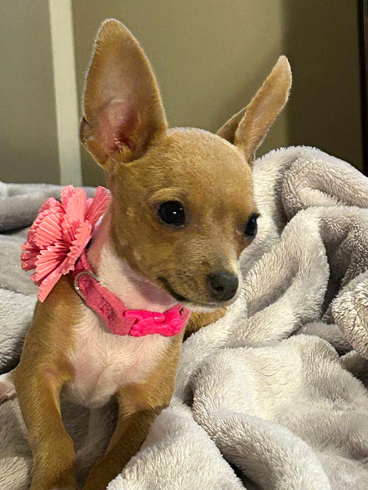 Poppy joined the competition — help win amazing prizes! dog, small_dog, chihuahua, pet, animal, ears, collar, pink, flower, blanket, soft, fur, cute, indoor, domestic_animal, looking, portrait, closeup, young, cozy