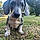 Scout