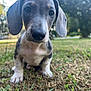Scout is registered to the contest to win money with this photo: dog, puppy, dachshund, grass, outdoor, pet, animal, close_up, ears, cute, young, nature, greenery, bokeh, portrait, sitting, mammal, whiskers, snout, daylight