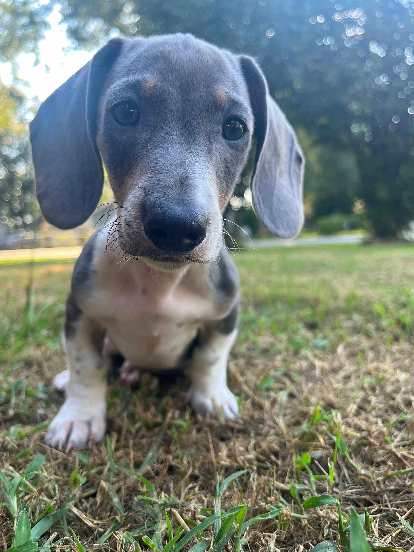 Scout is registered to the contest to win money with this photo: dog, puppy, dachshund, grass, outdoor, pet, animal, close_up, ears, cute, young, nature, greenery, bokeh, portrait, sitting, mammal, whiskers, snout, daylight