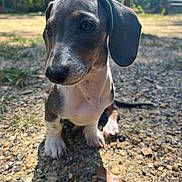 Scout is registered to the contest to win money with this photo: puppy, dog, dachshund, outdoor, sunlight, gravel, curious, ears, shadow, closeup, animal, pet, nature, grass, daylight, young, mammal, snout, paws, sitting