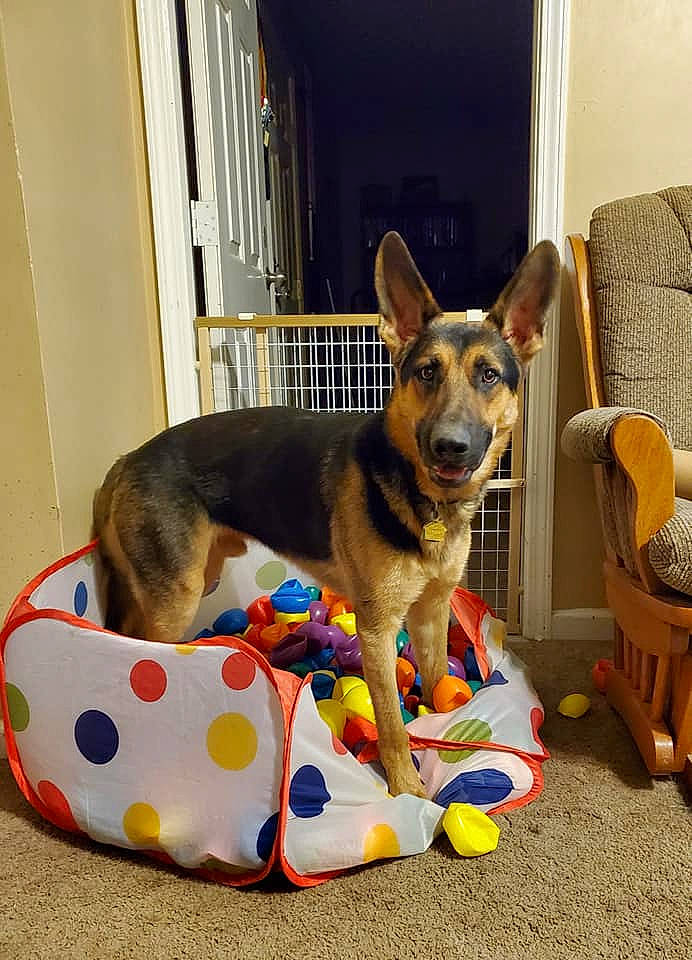 Jaeger joined the competition — help win amazing prizes! canidae, carnivore, chair, collar, comfort, companion_dog, dog, dog_bed, dog_breed, dog_clothes, dog_collar, dog_supply, door, fawn, herding_dog, paw, pet_supply, sporting_group, window, working_animal
