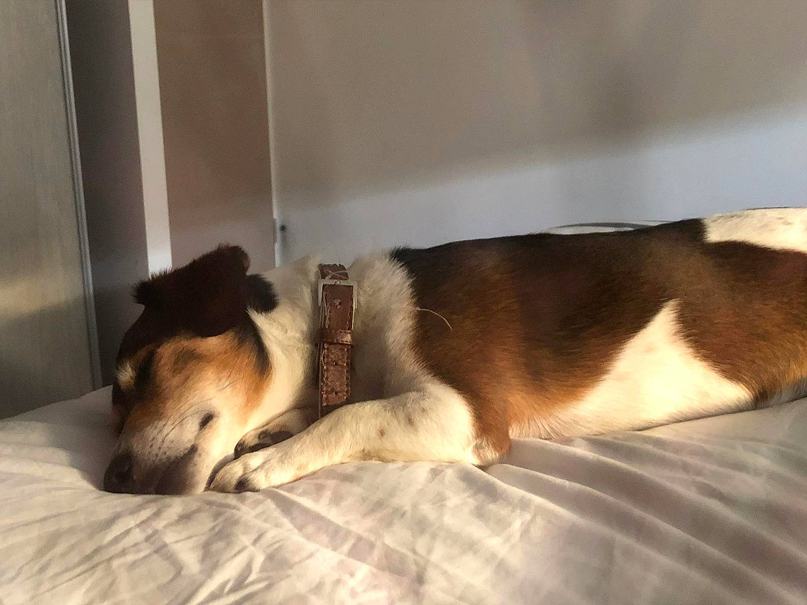 Tyler a rejoint le concours — aidez-le/la à gagner de superbes lots ! canidae, carnivore, collar, comfort, companion_dog, dog, dog_breed, dog_supply, fawn, fur, mammal, pet_supply, snout, sporting_group, tail, vertebrate, working_animal, working_dog