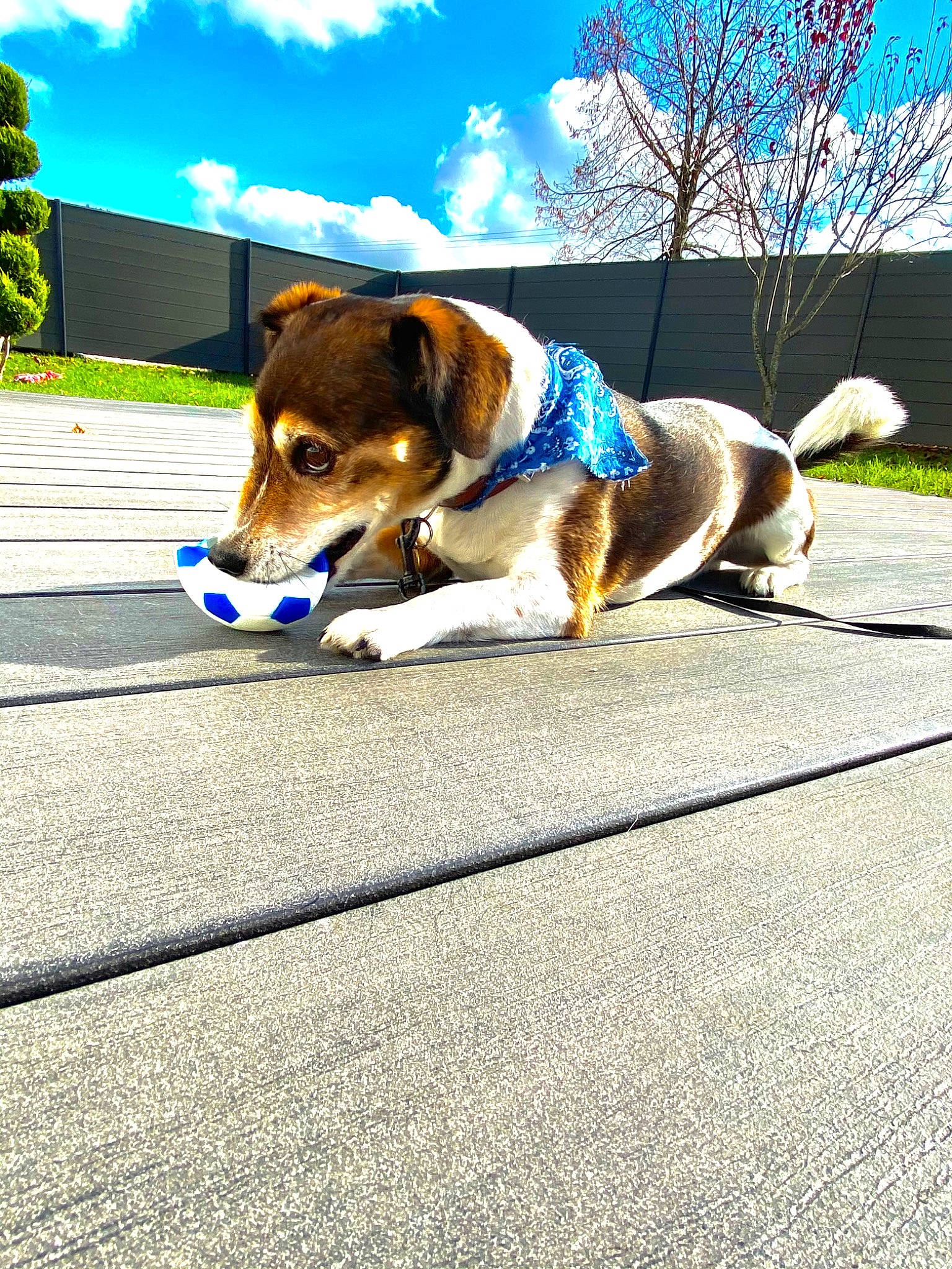 Tyler participe au concours pour gagner de l'argent avec cette photo : asphalt, beagle, canidae, carnivore, collar, companion_dog, dog, dog_breed, dog_clothes, dog_collar, dog_supply, leash, pet_supply, road_surface, shadow, snout, sporting_group, tail, tar, working_animal