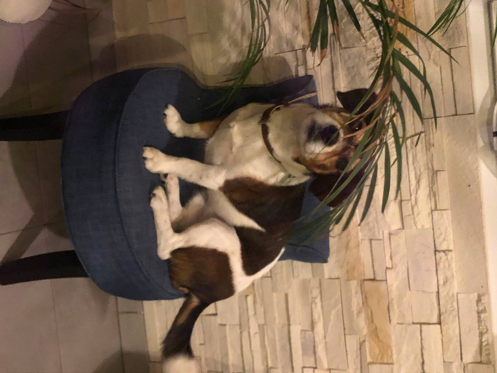 Tyler participe au concours pour gagner de l'argent avec cette photo : canidae, carnivore, companion_dog, dog, dog_breed, fawn, snout, sporting_group, tail, working_animal, working_dog