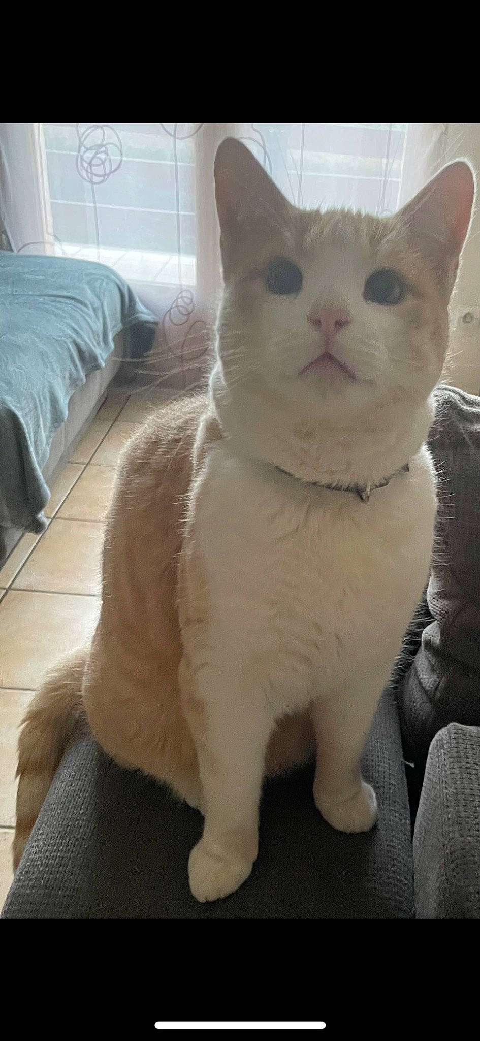 Cosquillas participe au concours pour gagner de l'argent avec cette photo : carnivore, cat, comfort, domestic_short_haired_cat, fawn, felidae, fur, hardwood, paw, small_to_medium_sized_cats, snout, tail, terrestrial_animal, whiskers