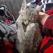 Silver joined the competition — help win amazing prizes! kitten, cat, sleeping, cozy, blanket, lap, furry, paws, gray, tabby, cute, pet, animal, resting, indoors, soft, snuggle, human_hand, flannel, comfort