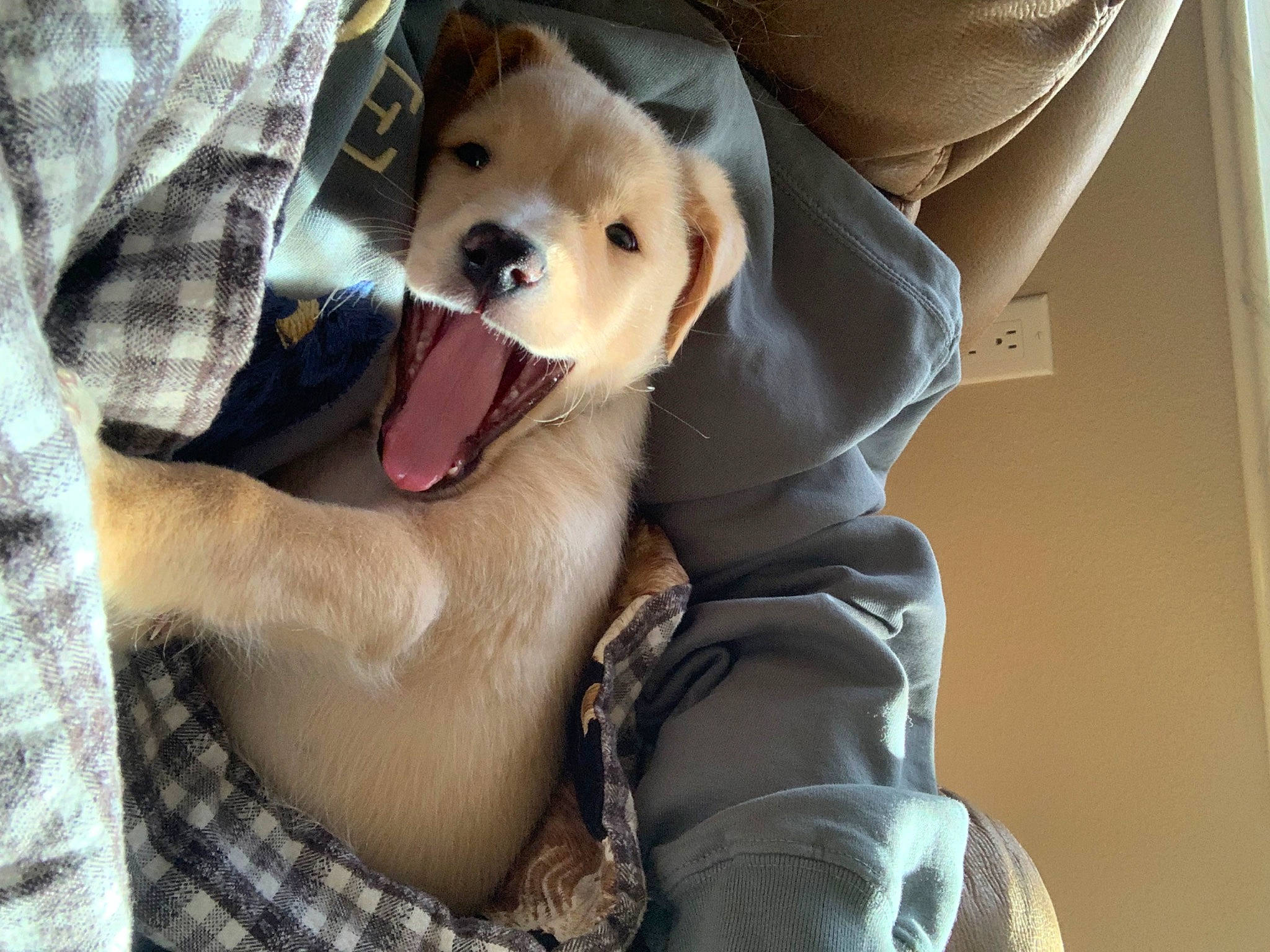 Junior is registered to the contest to win money with this photo: canidae, carnivore, comfort, companion_dog, dog, dog_breed, dog_clothes, dog_supply, fashion_accessory, fawn, fur, pattern, plaid, snout, stuffed_toy, tartan, toy, toy_dog, whiskers, working_animal