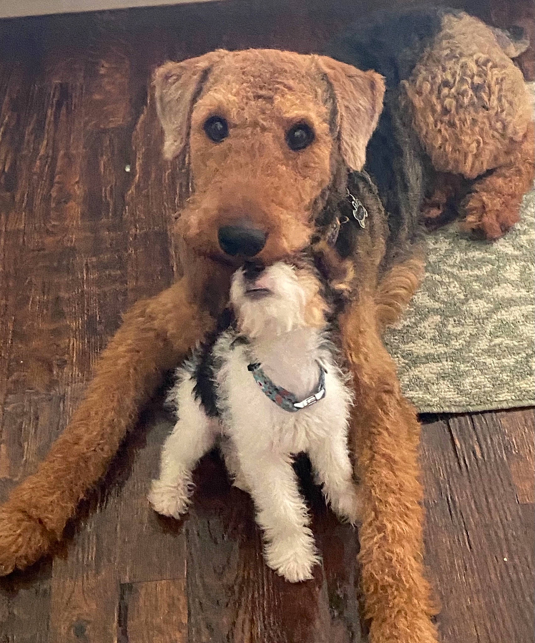 Bentley And Berkeley joined the competition — help win amazing prizes! canidae, carnivore, companion_dog, dog, dog_breed, dog_collar, fawn, fur, hat, leash, liver, pet_supply, snout, sporting_group, terrestrial_animal, terrier, toy, water_dog, wood, working_animal