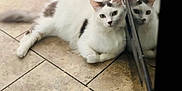 Ice Cream joined the competition — help win amazing prizes! cat, white_cat, resting, floor, tile_floor, reflection, mirror_image, indoor, pet, animal, hibiscus_emoji, relaxed, cute, domestic_cat, fur, whiskers, ears, tail, household, quiet