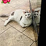 cat, white_cat, resting, floor, tile_floor, reflection, mirror_image, indoor, pet, animal, hibiscus_emoji, relaxed, cute, domestic_cat, fur, whiskers, ears, tail, household, quiet