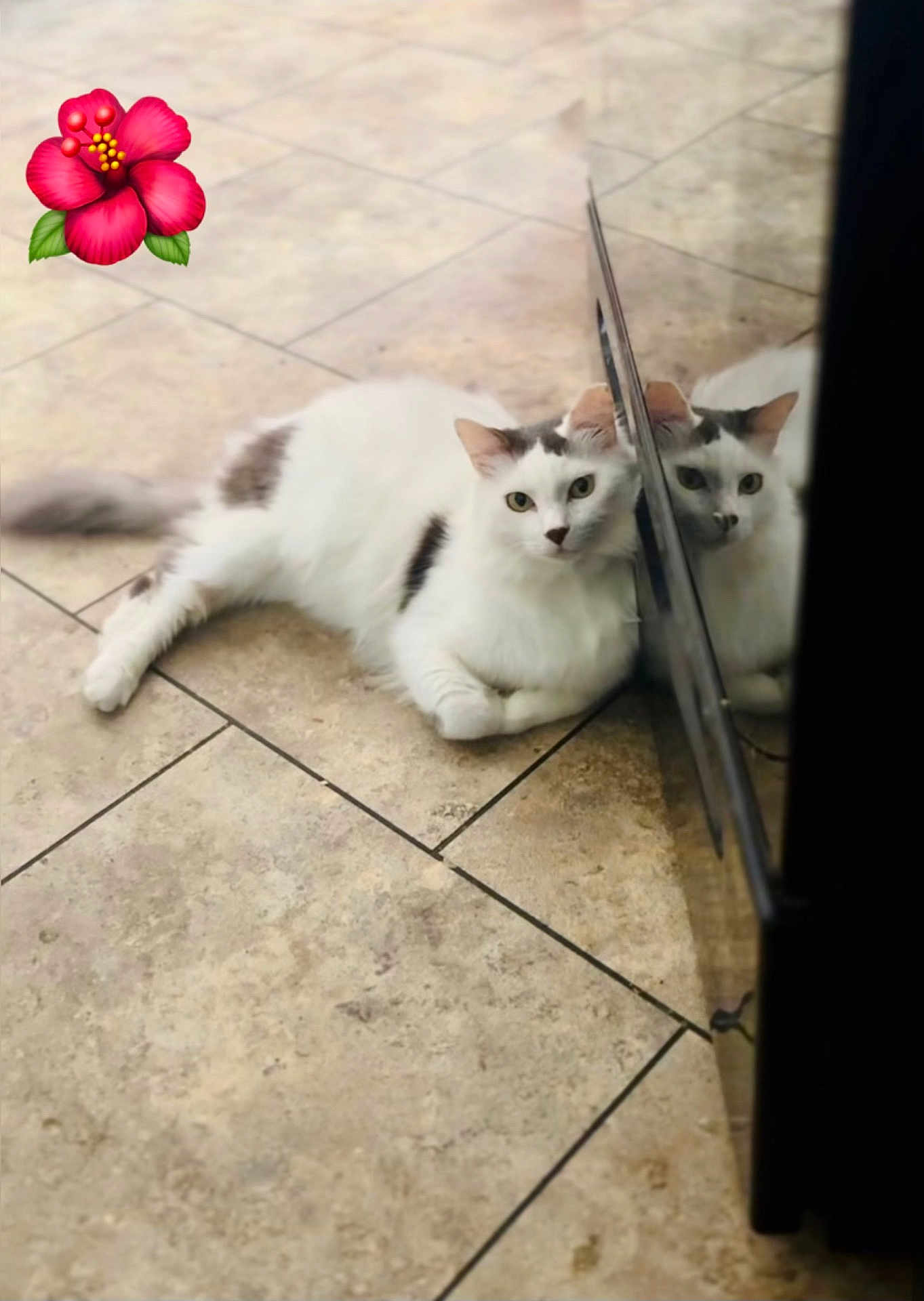 Ice Cream joined the competition — help win amazing prizes! cat, white_cat, resting, floor, tile_floor, reflection, mirror_image, indoor, pet, animal, hibiscus_emoji, relaxed, cute, domestic_cat, fur, whiskers, ears, tail, household, quiet