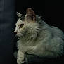 Ice Cream is registered to the contest to win money with this photo: cat, white_cat, feline, pet, animal, fluffy, looking_out_window, side_view, indoor, portrait, soft_light, dark_background, whiskers, ears, yellow_eyes, curious, resting, close_up, domestic_cat, quiet