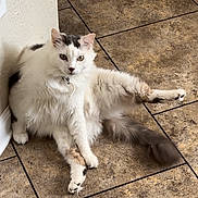 Ice Cream is registered to the contest to win money with this photo: cat, fluffy, white, gray, sitting, floor, tile, indoor, pet, cute, animal, relaxed, looking, curious, feline, whiskers, ears, tail, collar, paws