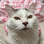 Ice Cream joined the competition — help win amazing prizes! cat, white_cat, pet, animal, close_up, bed, blanket, pink, white, fur, whiskers, face, ears, eyes, indoor, cute, domestic_animal, sleeping_area, soft, cozy