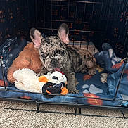 Bauer is registered to the contest to win money with this photo: animal, blanket, carpet, crate, cute, dog, domestic_animal, ears_up, french_bulldog, furry, indoor, paw, pet, playful, plush_toy, puppy, resting, snout, tongue_out, young_dog
