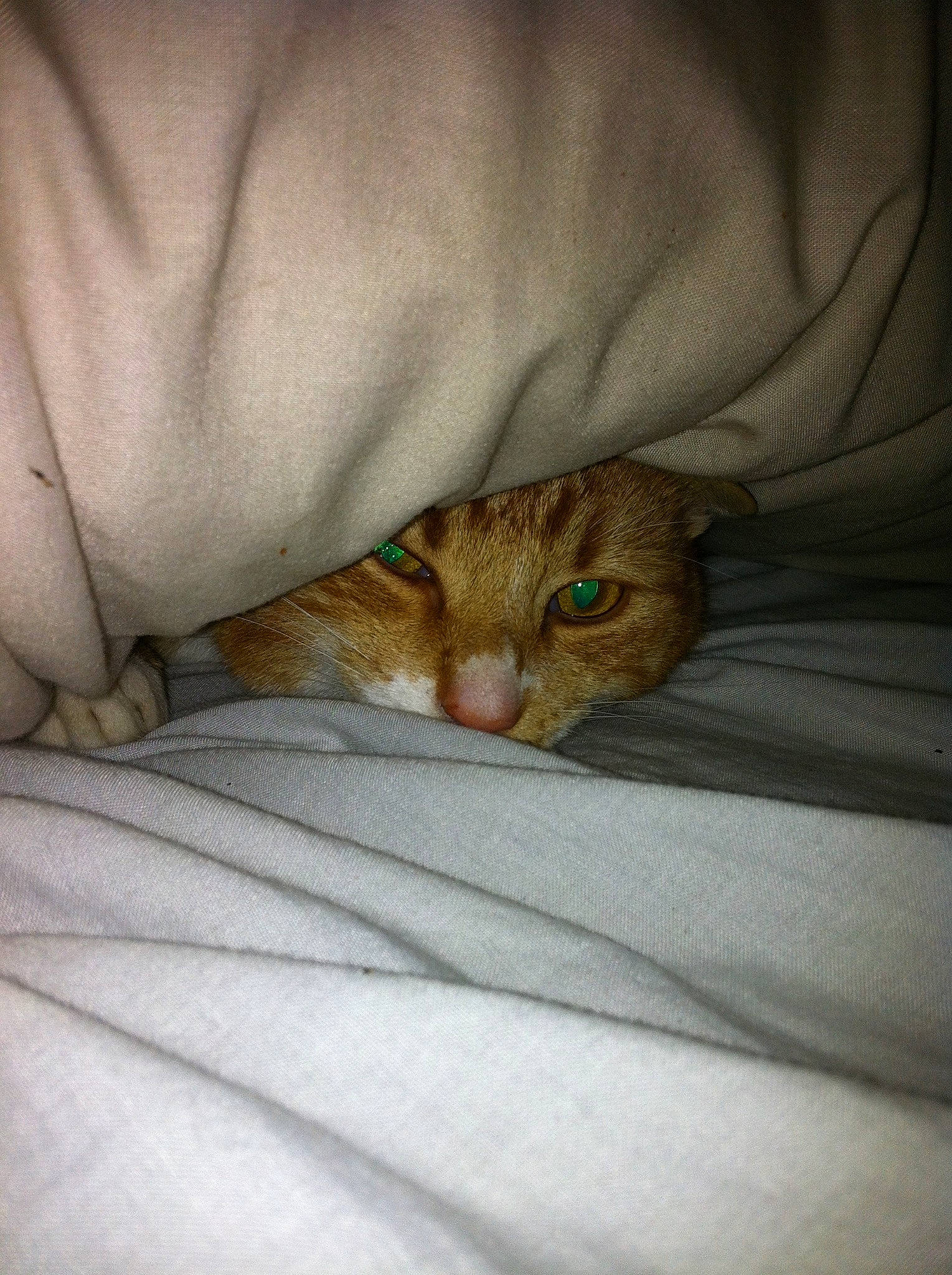 Georgie joined the competition — help win amazing prizes! carnivore, cat, comfort, domestic_short_haired_cat, felidae, fur, linens, small_to_medium_sized_cats, terrestrial_animal, whiskers