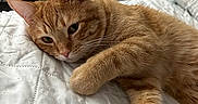 King Sunny is registered to the contest to win money with this photo: cat, ginger_cat, pet, feline, bed, quilt, white_bedspread, indoor, resting, relaxed, fur, whiskers, ears, paw, close_up, animal, domestic_animal, sleepy, cute, cozy