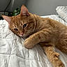 cat, ginger_cat, pet, feline, bed, quilt, white_bedspread, indoor, resting, relaxed, fur, whiskers, ears, paw, close_up, animal, domestic_animal, sleepy, cute, cozy