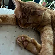 King Sunny is registered to the contest to win money with this photo: cat, ginger_cat, sleeping, paw, indoor, plants, leafy_plants, polka_dot, bed, nap, feline, cozy, blurred_background, resting, close_up, domestic_cat, animal, cute, relaxed, soft_light