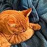 King Sunny joined the competition — help win amazing prizes! cat, orange_tabby, sleeping, curled_up, paw, feline, pet, cozy, blanket, blue_blanket, soft_texture, fur, indoor, resting, cute, animal, domestic_cat, warm, relaxed, napping