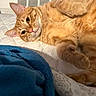 King Sunny joined the competition — help win amazing prizes! cat, ginger_cat, pet, feline, sleeping, relaxing, indoor, quilt, blanket, fur, whiskers, paw, ears, bed, comfort, cozy, closeup, animal, resting, cute