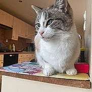 Plume a rejoint le concours — aidez-le/la à gagner de superbes lots ! cat, blue_eyes, fur, whiskers, paws, indoor, kitchen, wooden_cabinet, countertop, domestic_animal, pet, close_up, side_view, sitting, feline, household, calm, soft_light, focused, portrait