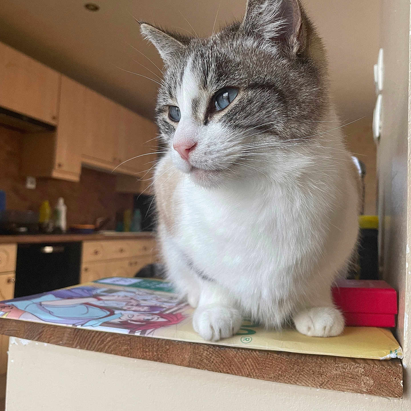 Plume a rejoint le concours — aidez-le/la à gagner de superbes lots ! blue_eyes, calm, cat, close_up, countertop, domestic_animal, feline, focused, fur, household, indoor, kitchen, paws, pet, portrait, side_view, sitting, soft_light, whiskers, wooden_cabinet