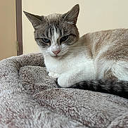 Plume a rejoint le concours — aidez-le/la à gagner de superbes lots ! animal, bed, blue_eyes, brown_fur, cat, closeup, cute, domestic, feline, fur, indoor, pet, plush, relaxed, resting, sleepy, soft_texture, tabby, whiskers, white_fur